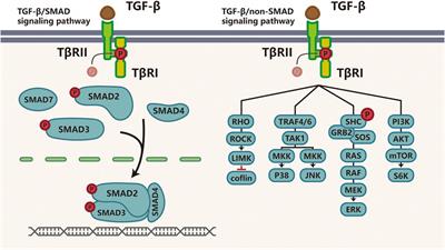 TGF-β Signaling and Resistance to Cancer Therapy